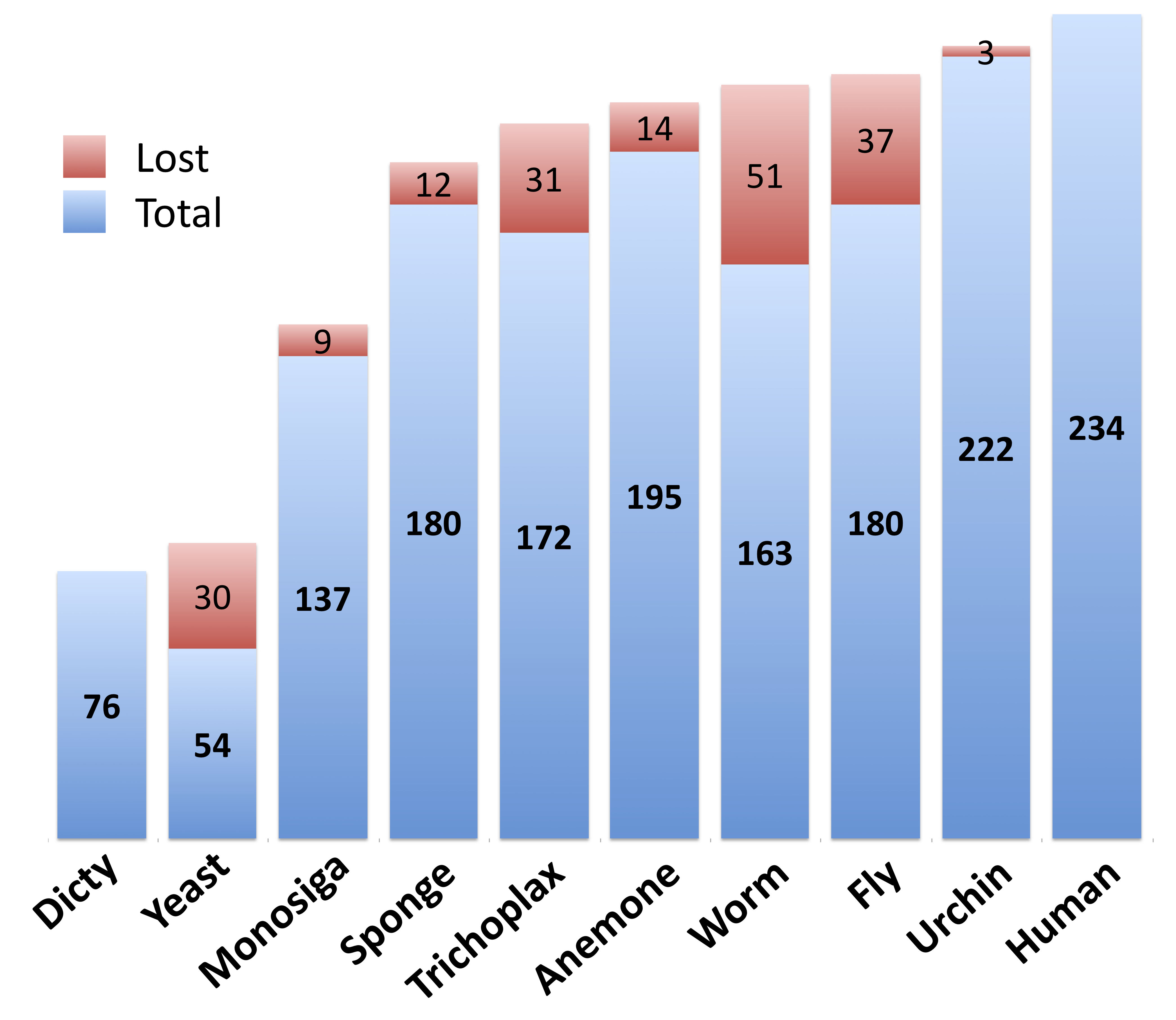 The appearance of human kinase classes throughout eukaryotic evolution