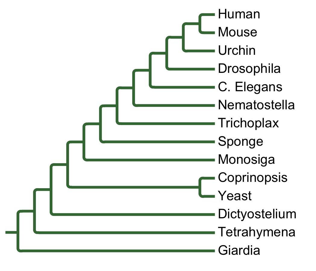 Gains and losses of Family Akt