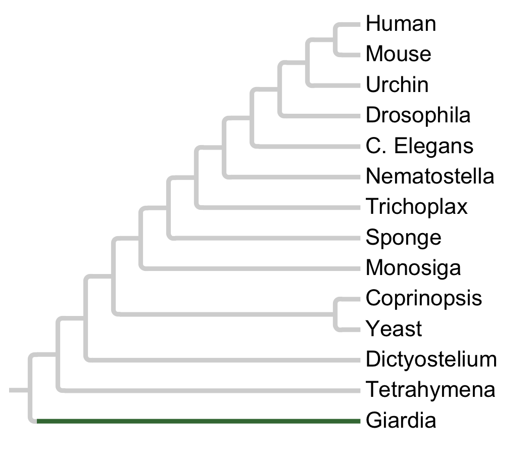 Gains and losses of Family Ciliate-E7