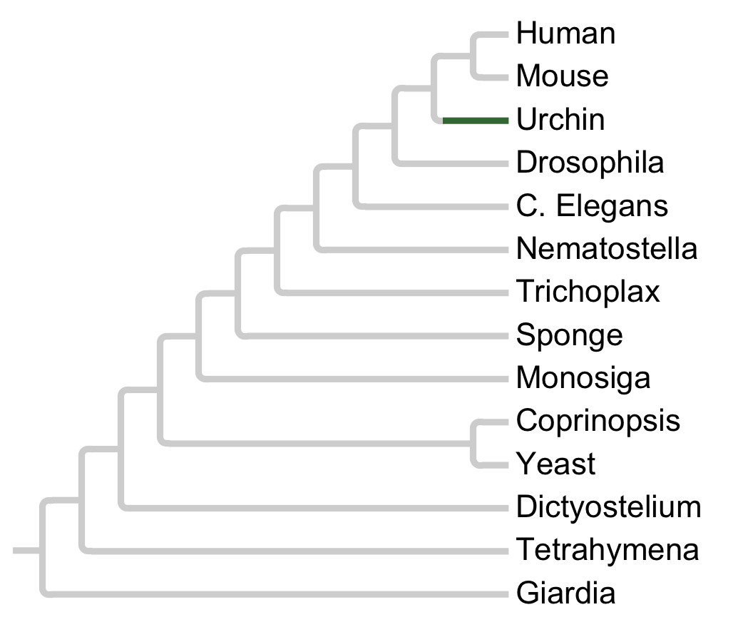 Gains and losses of Family TK-Sp1