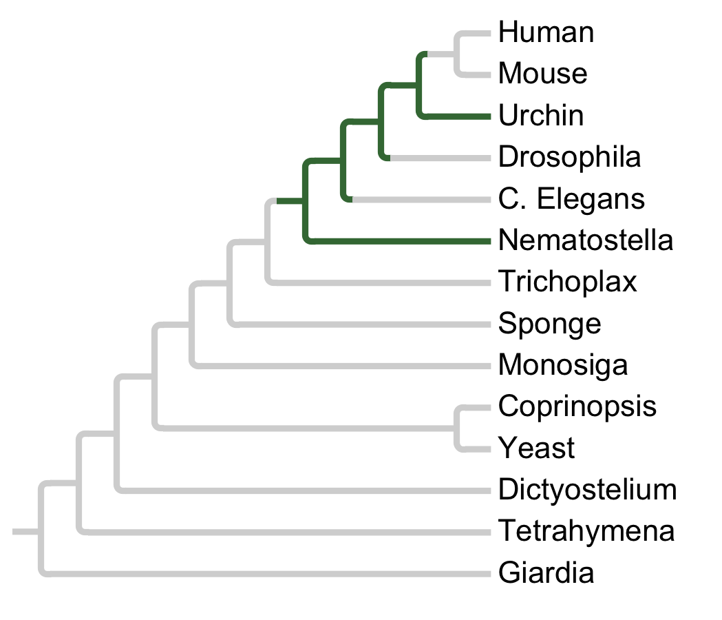 Gains and losses of Family TKL-Sp1