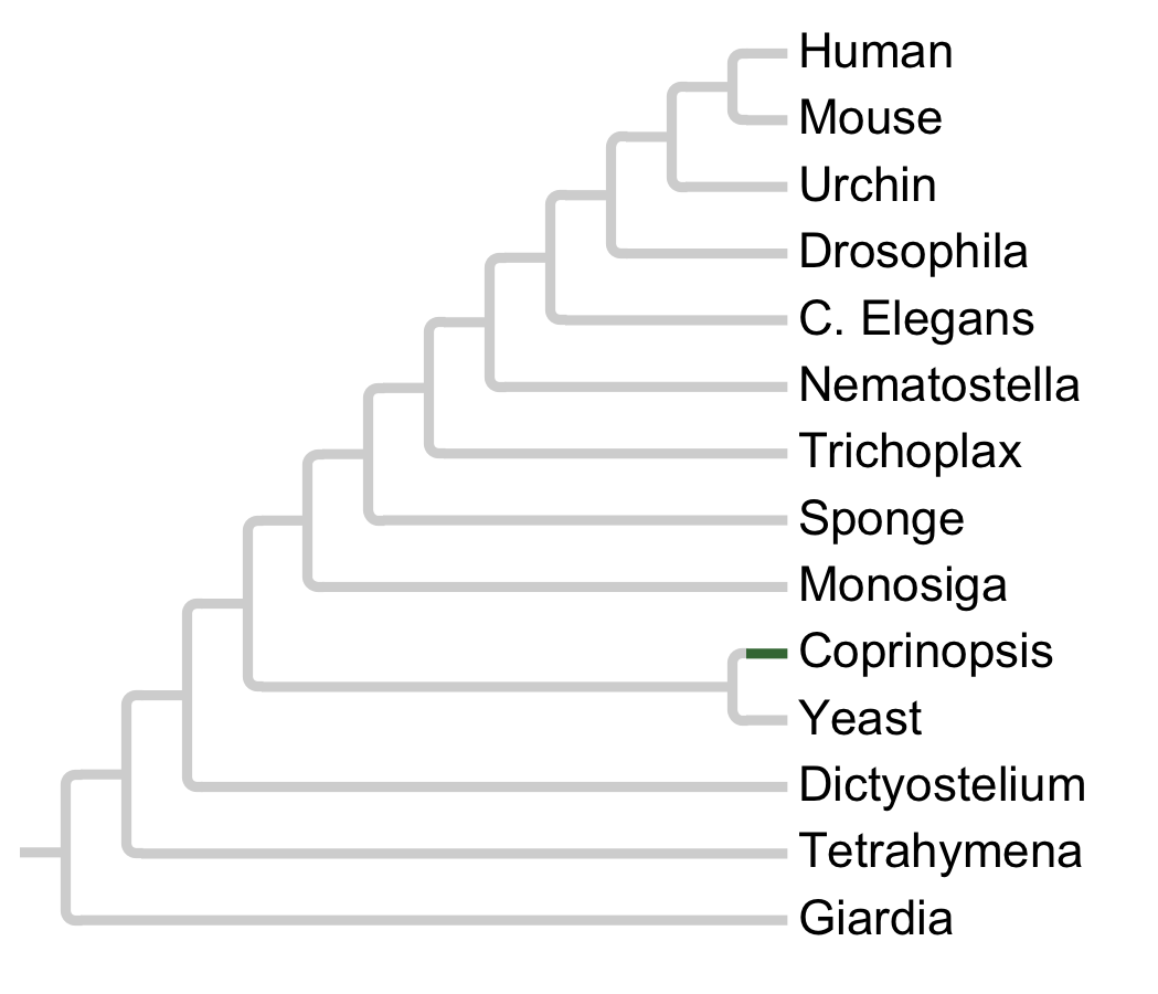 Gains and losses of Family TKL-ccin