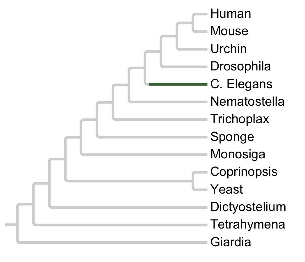 Gains and losses of Family Worm10