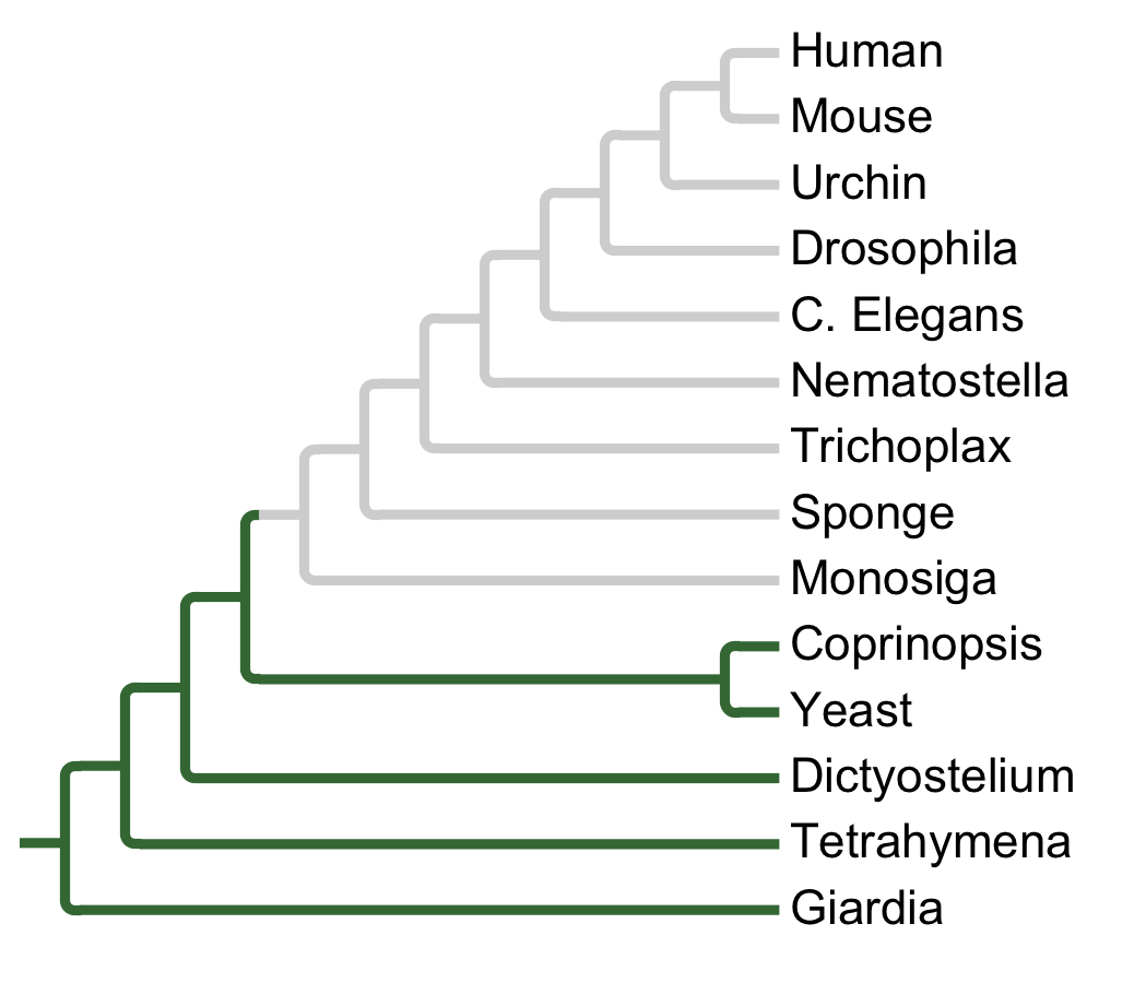 Gains and losses of Subfamily CDC15