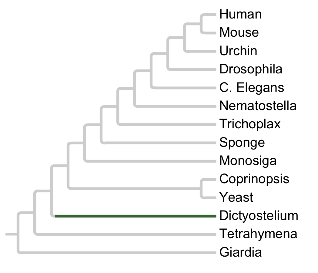 Gains and losses of Subfamily CDK-DD1