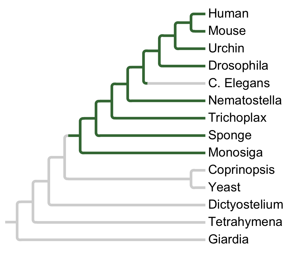 Gains and losses of Subfamily CDK10