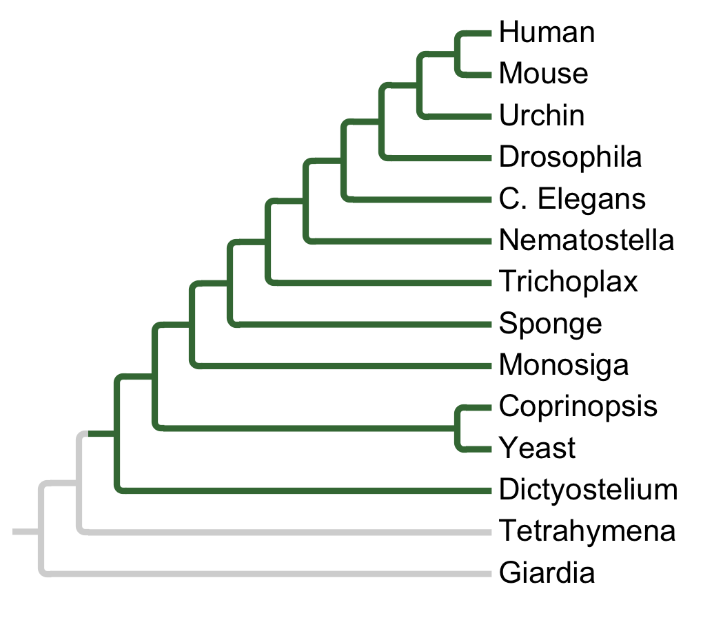 Gains and losses of Subfamily CDK8