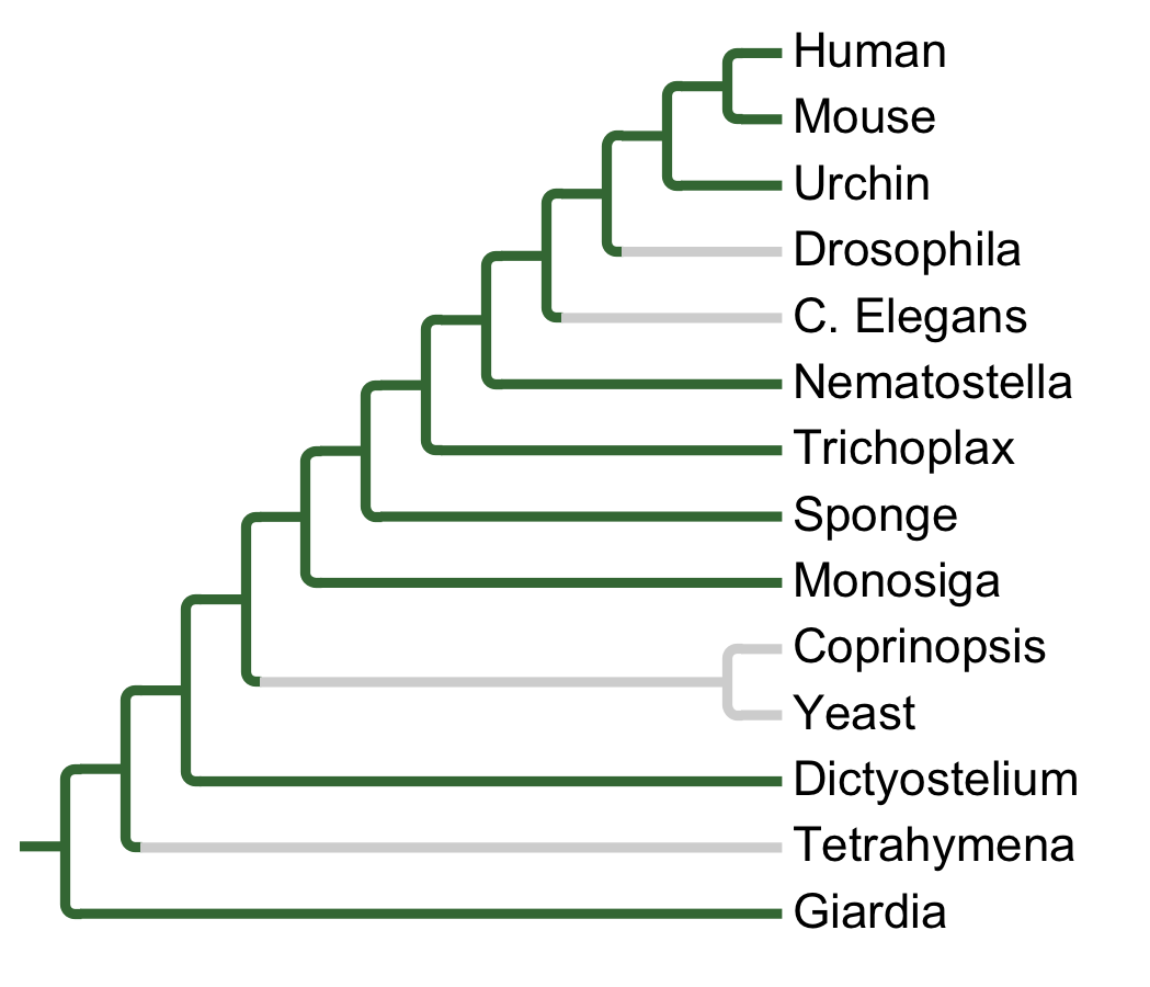 Gains and losses of Subfamily DNAPK