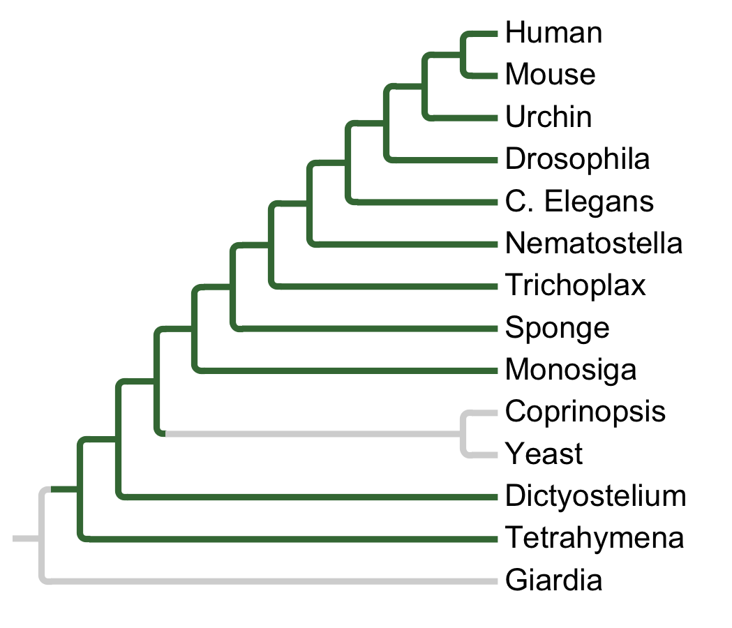 Gains and losses of Subfamily DYRK1