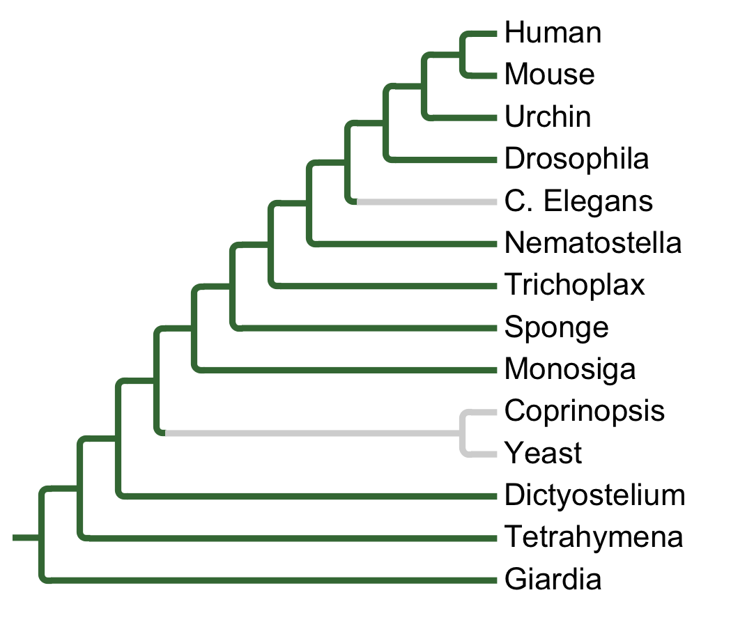 Gains and losses of Subfamily Fused