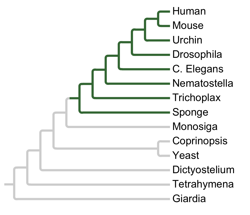 Gains and losses of Subfamily HIPK