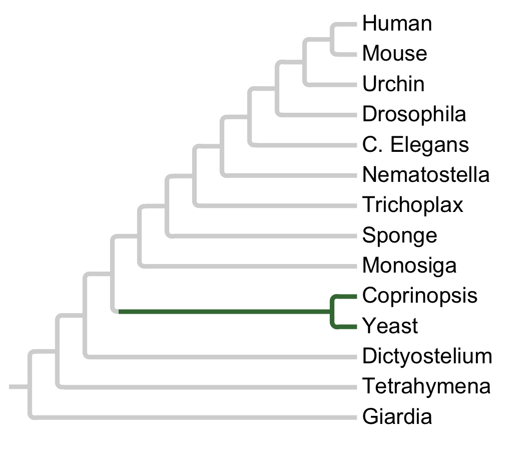 Gains and losses of Subfamily Kin4