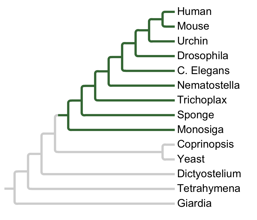 Gains and losses of Subfamily LZK