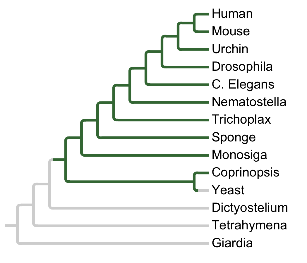 Gains and losses of Subfamily MEK1