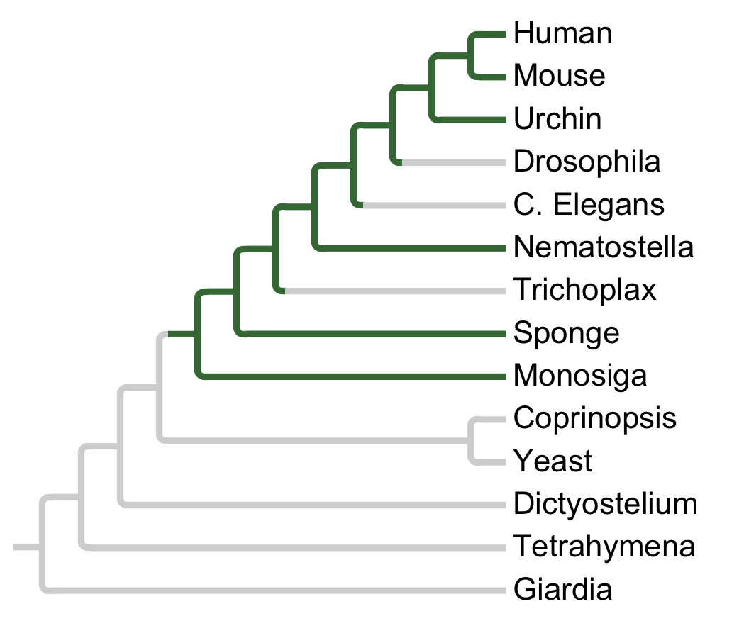 Gains and losses of Subfamily MEK5