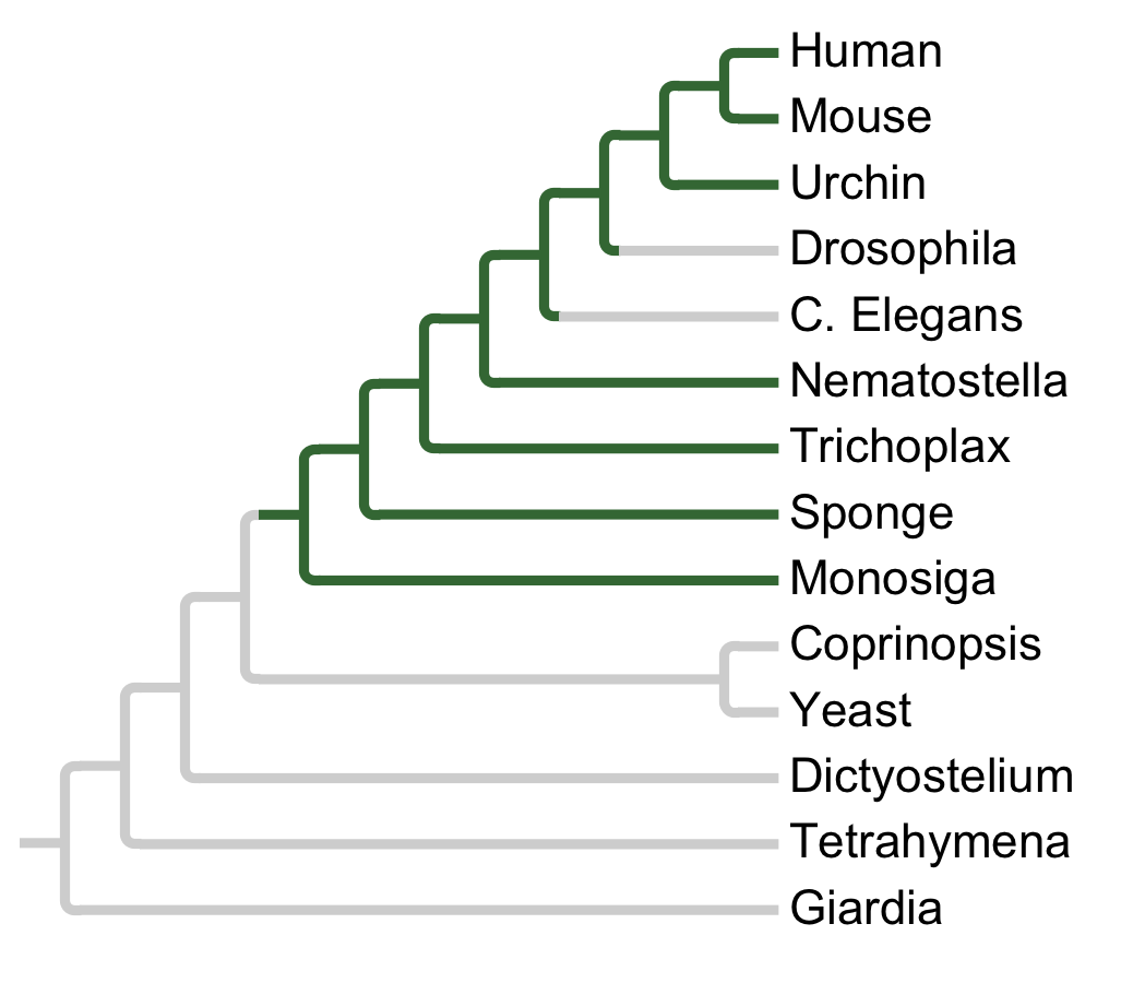 Gains and losses of Subfamily MEKK1