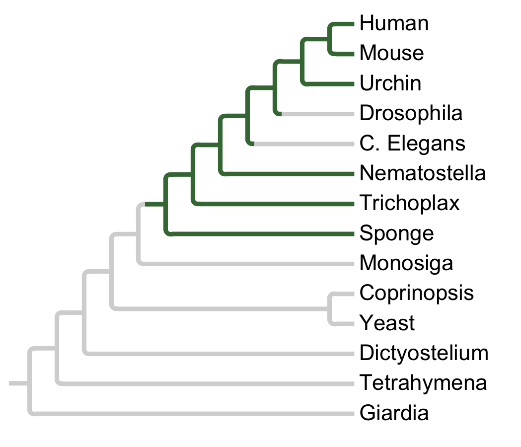 Gains and losses of Subfamily MEKK15