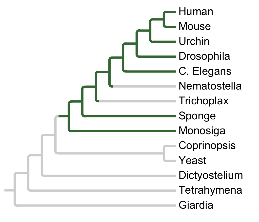 Gains and losses of Subfamily NuaK