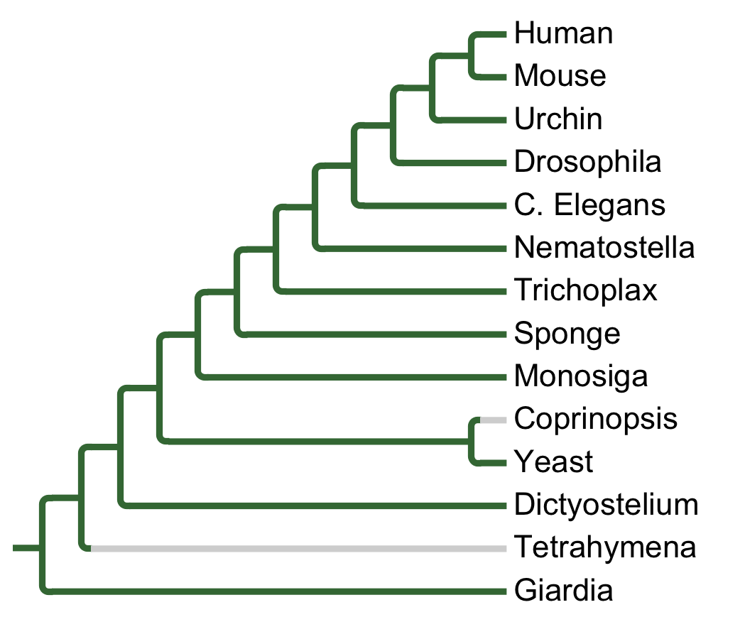 Gains and losses of Subfamily PLK1