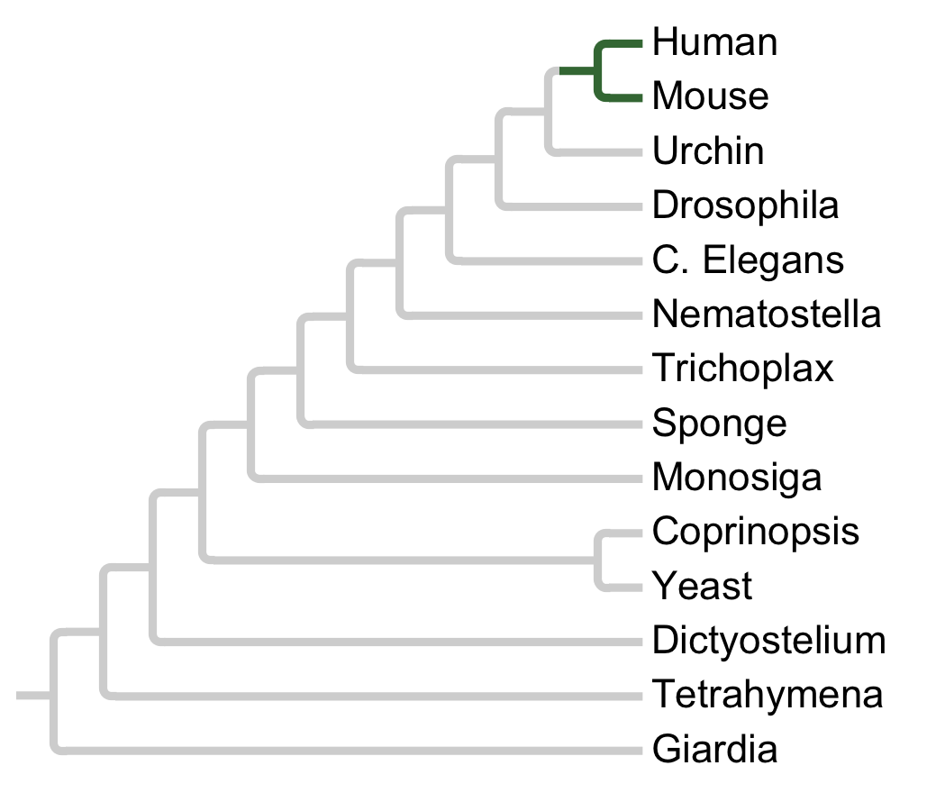 Gains and losses of Subfamily SRM